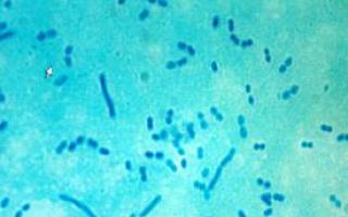 Мезофильные бактерии. Микроорганизмы и мы